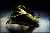 IIP Online Student Photography